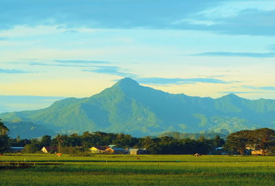 Scenic view of agricultural field against sky