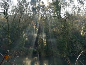 Trees in forest against sky