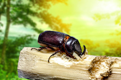 Close-up of bee on wood