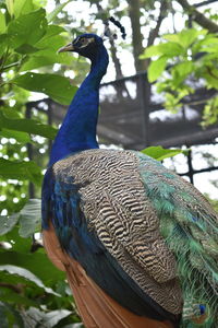 Close-up of peacock perching on tree