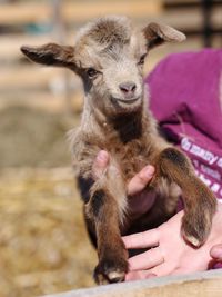 Close-up of goat on hand