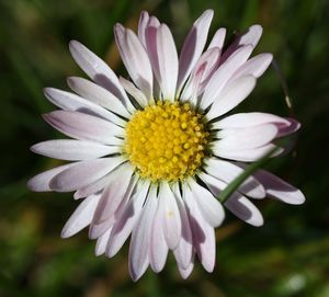 Close-up of daisy blooming outdoors