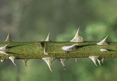Close-up of spikes on rosehip stem, thorn stem