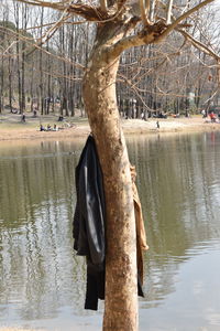 Bare tree by lake