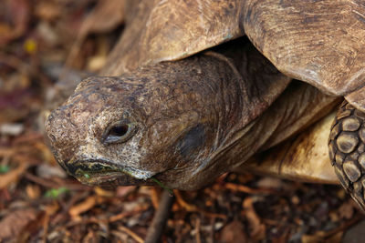 Aged african leopard tortoise face stigmochelys pardalis