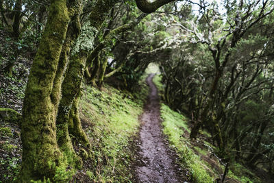 Road amidst trees in forest