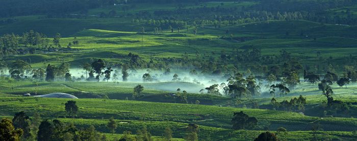 Foggy tea garden