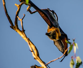 Low angle view of insect on tree against sky