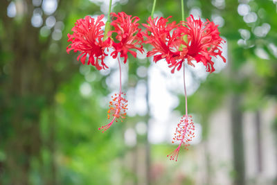 Close-up of pink flowering plant in park