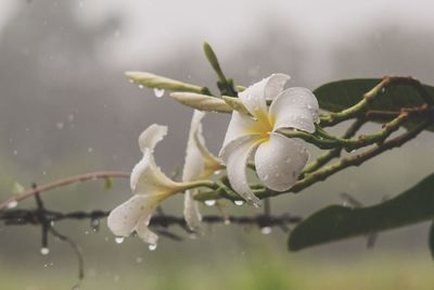 Close-up of wet white flower