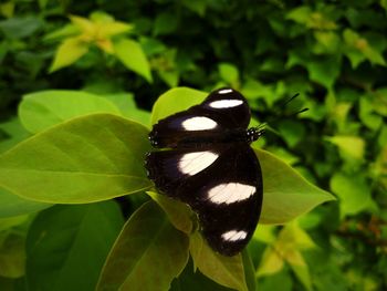 Close-up of butterfly