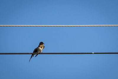 Low angle view of bird perching on cable against clear sky