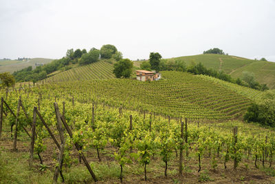 Scenic view of vineyard against sky