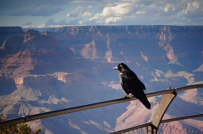 Bird perching on mountain against sky