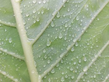 Water drop on green leaf 