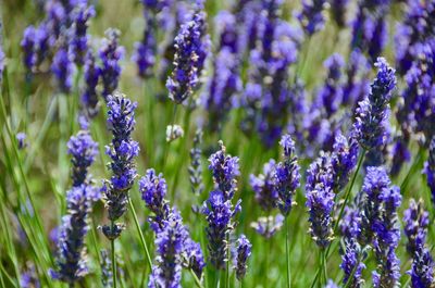 Close-up of purple flowering plants on field