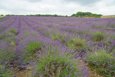 Scenic view of flowering plants on field against sky