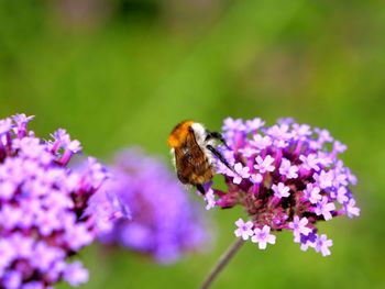 Honey bee pollinating on purple flower