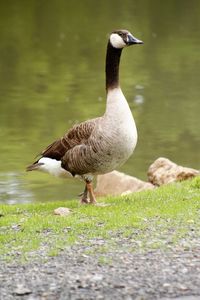 Large canada goose standing on bank of lake