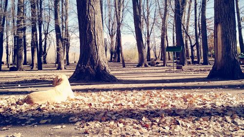 Birds in park during autumn