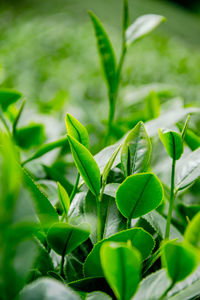 Close-up of fresh green plant in field