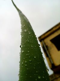 Close-up of wet spider web against sky during rainy season