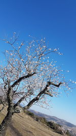 Flowering tree against clear blue sky