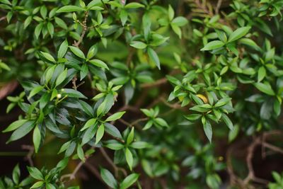 Close-up of fresh green plants