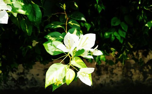 Close-up of white flower