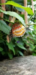 Close-up of butterfly on plant