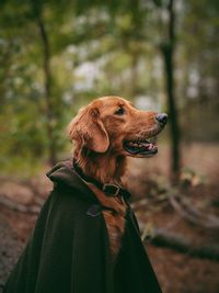 Close-up of dog looking away against trees