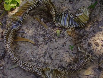 High angle view of insect on sea shore