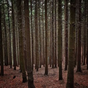 View of trees in forest