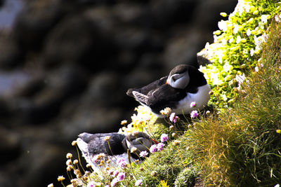 Two puffins perching on flower