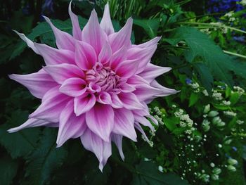 Close-up of flower blooming outdoors