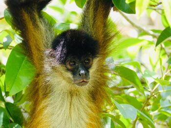 Portrait of monkey on tree