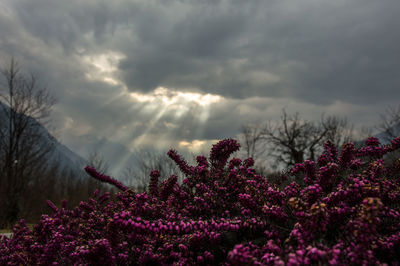 Fresh flowers against sky