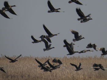 Low angle view of birds flying in the sky