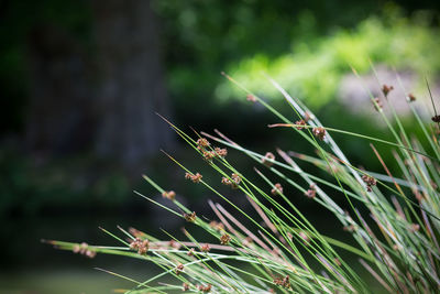 Close-up of plant growing on field