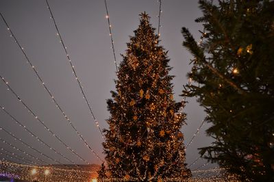 Christmas tree at night