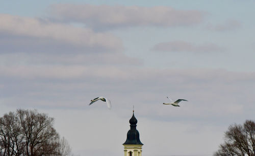 Low angle view of birds flying against sky