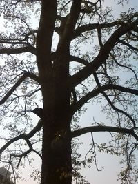 Low angle view of tree in forest