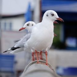 Close-up of seagull perching