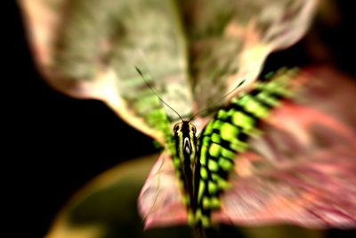 Close-up of butterfly on flower