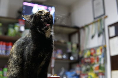 Low angle view of a cat at home