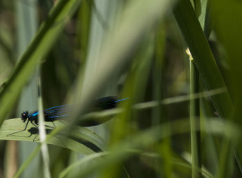 Instructor amongst reeds