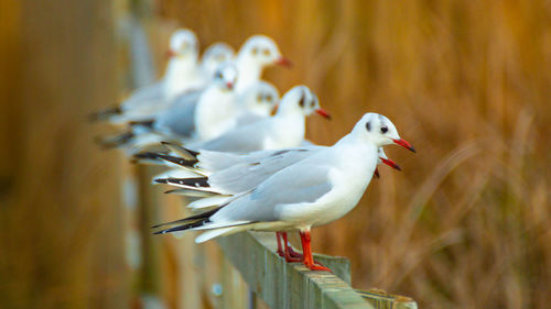 Black headed gulls in winter plumage close up of bird and birds perched on lake bridge handrail