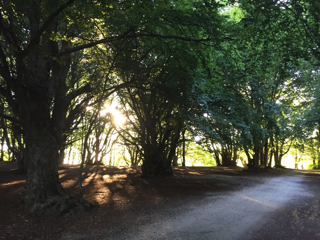 tree, tree trunk, sunlight, growth, shadow, tranquility, nature, tranquil scene, branch, beauty in nature, solitude, field, scenics, sunbeam, day, non-urban scene, countryside, streaming, growing, outdoors, backlit, the way forward, footpath, remote, back lit, green color, woodland, empty road, park