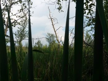 Scenic view of trees in forest against sky