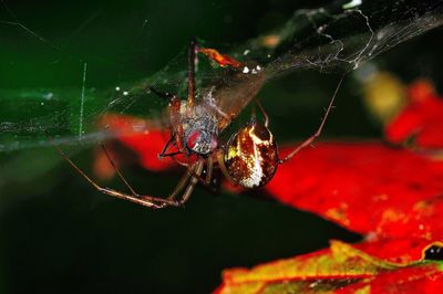 Close-up of spider on web